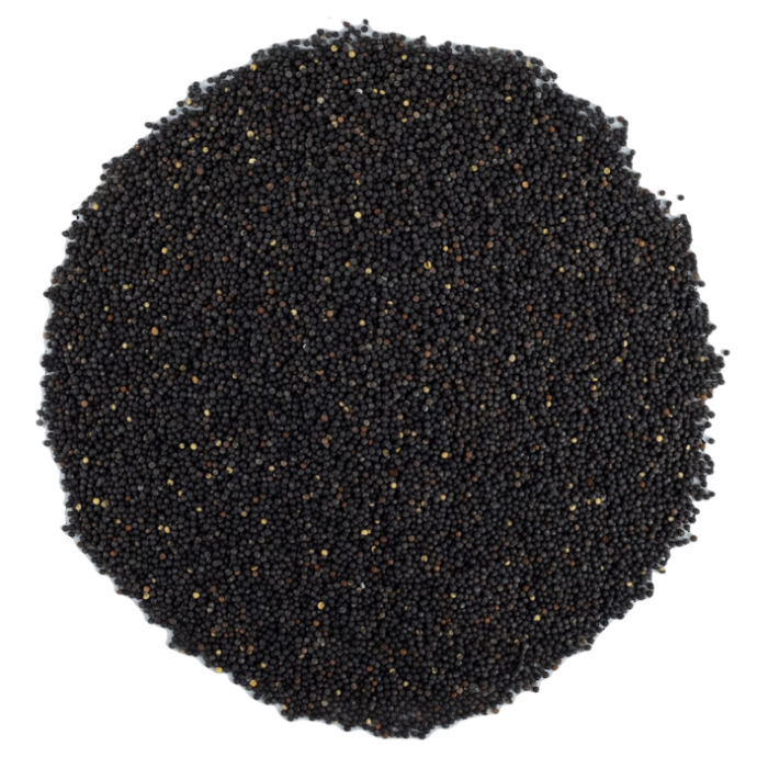 Rengarenk Pet Shop | Kedi, Köpek, Kuş, Balık ve Tüm Evcil Hayvan Ürünleri