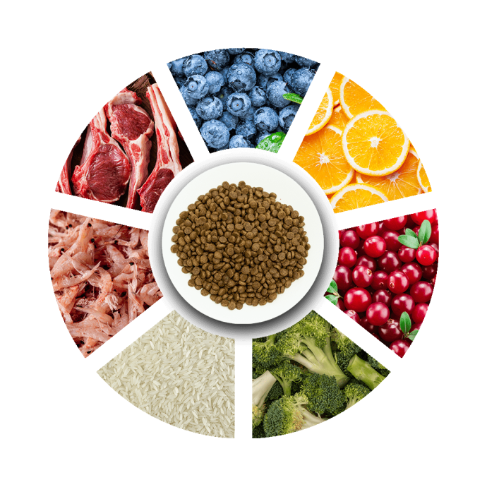 Rengarenk Pet Shop | Kedi, Köpek, Kuş, Balık ve Tüm Evcil Hayvan Ürünleri