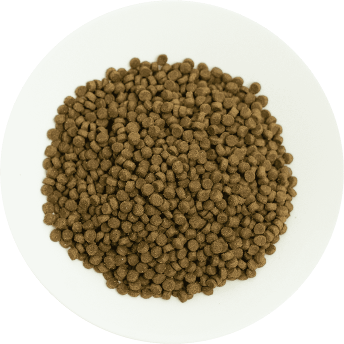 Rengarenk Pet Shop | Kedi, Köpek, Kuş, Balık ve Tüm Evcil Hayvan Ürünleri