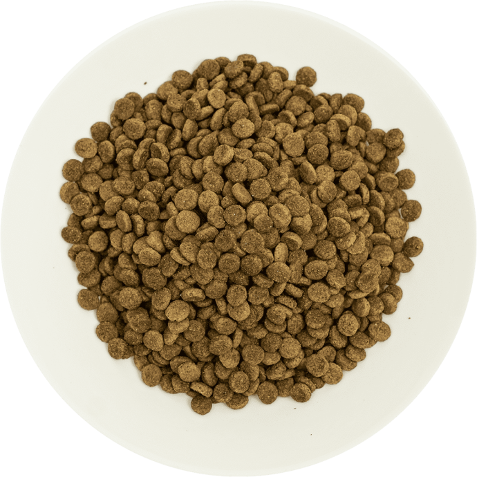 Rengarenk Pet Shop | Kedi, Köpek, Kuş, Balık ve Tüm Evcil Hayvan Ürünleri