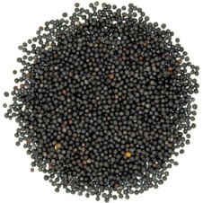 Premium Kanola (Rapiska) Tohumu 1 Kg