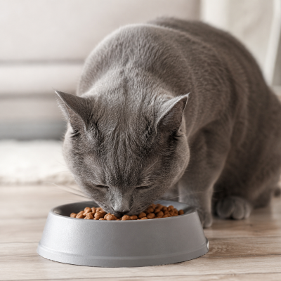 Kedi Maması Nasıl Seçilir?